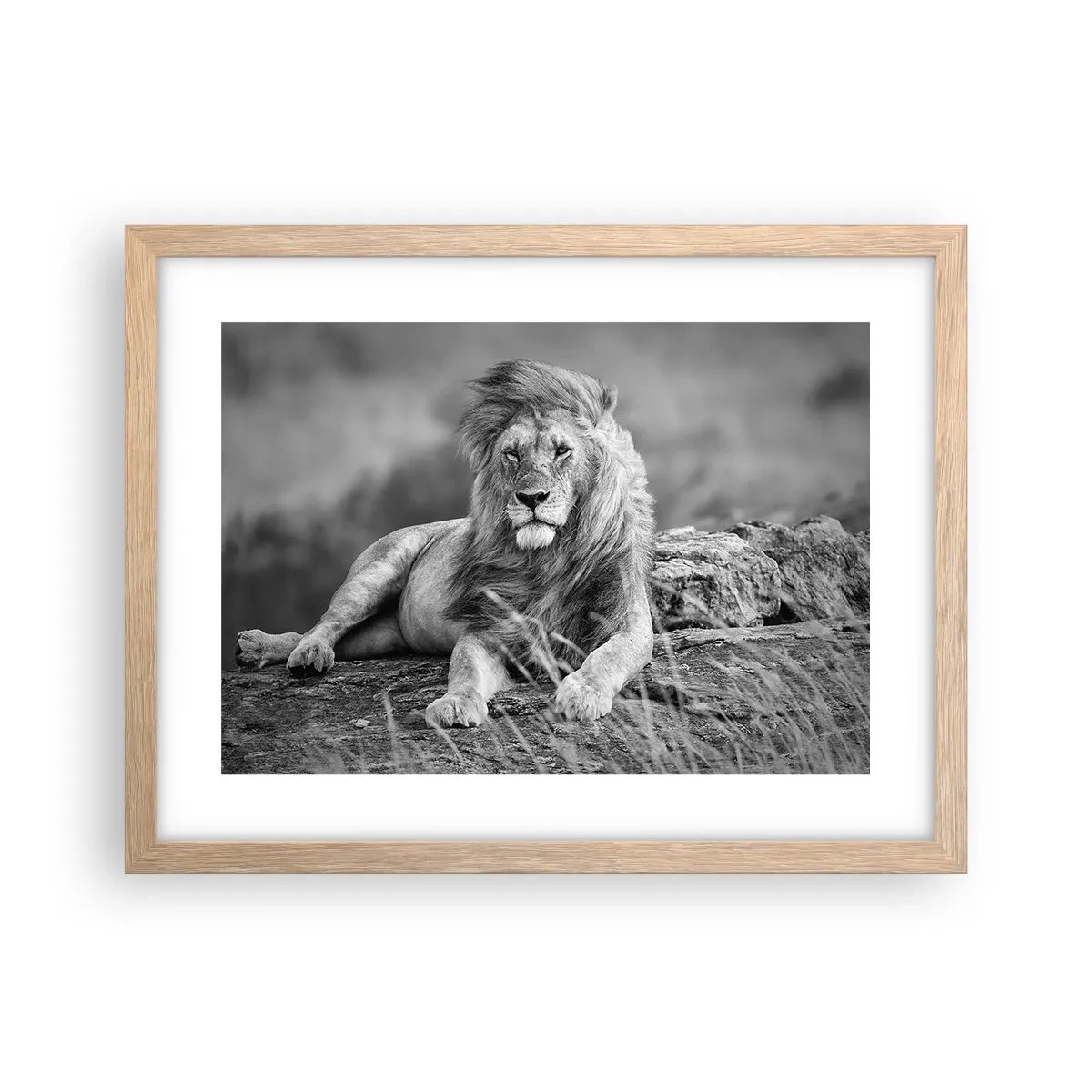 Affisch i ram av ljusek - Kunglig siesta - 40x30 cm