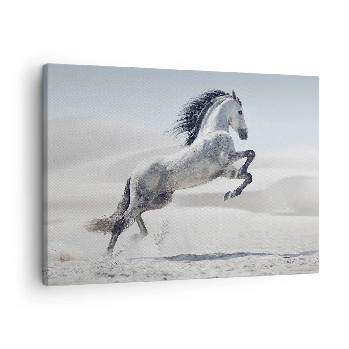 Canvastavla - Bild på duk - En vit häst galopperar mot bakgrund av ökendyner - 70x50cm - Arabisk prins - Modern väggdekoration för vardagsrum och sovrum ARTTOR