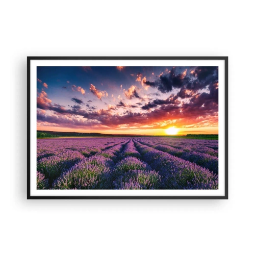 Affisch i svart ram - Lavandelvärld - 100x70 cm