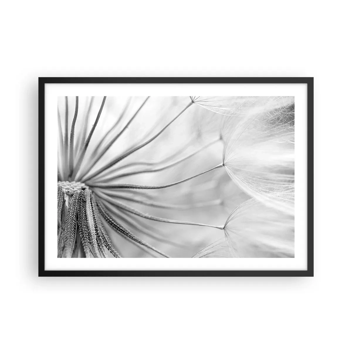 Affisch i svart ram - Blåsande, flygande drakar - 70x50 cm