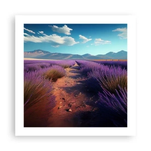 Affisch - Doftande fält - 50x50 cm