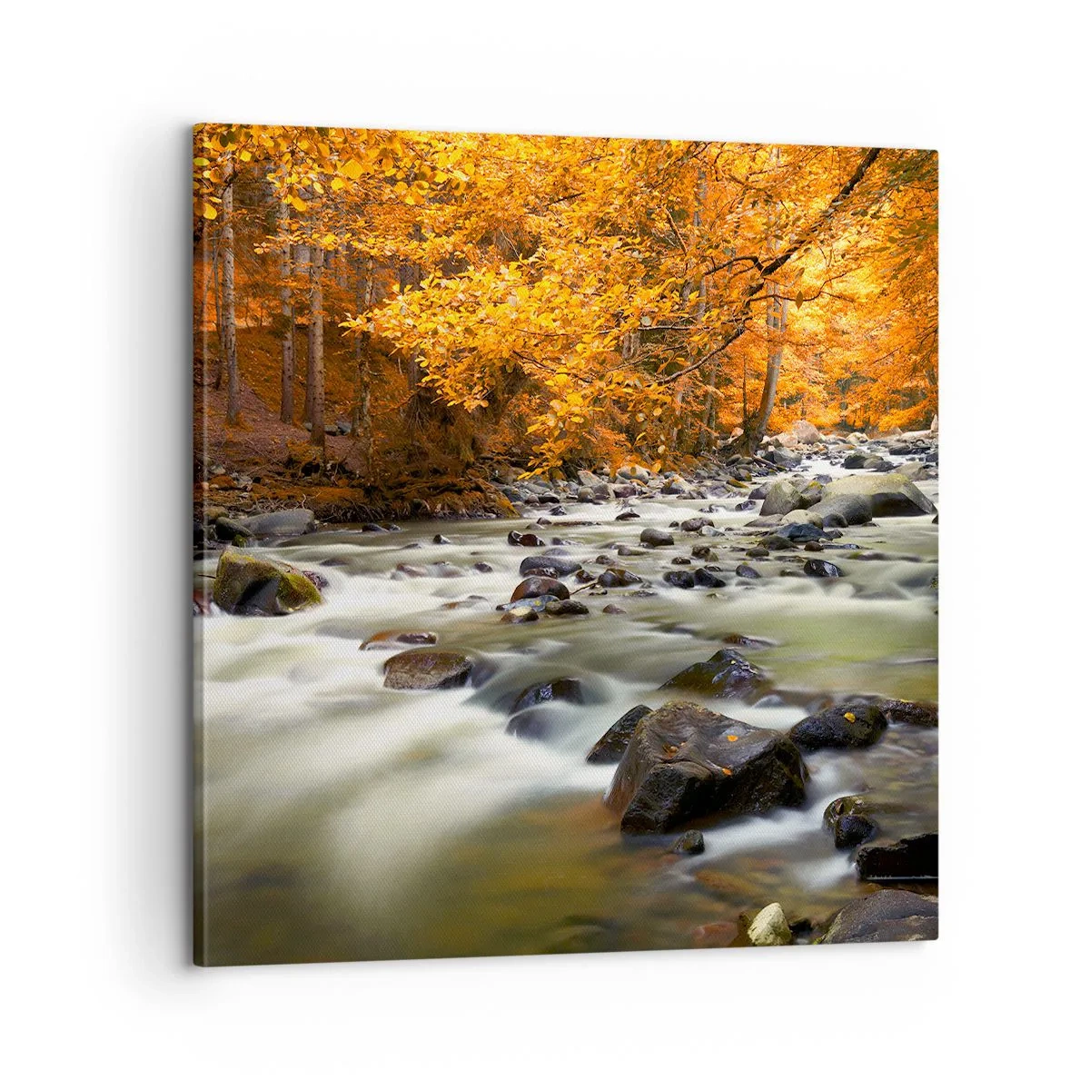 Canvastavla - Bild på duk - Bäck i guldskogen - 60x60 cm