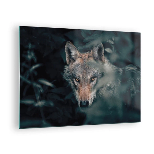 Glastavla - Bild på glas - En varg vaksamt tittar från sitt gömställe i skogssnåret - 70x50cm - Jägare - Modern väggdekoration för vardagsrum och sovrum ARTTOR