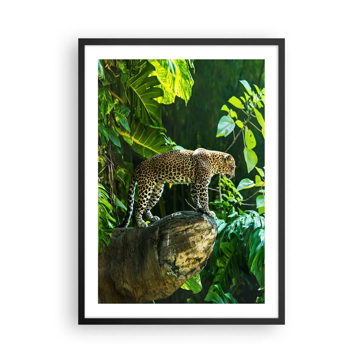 Affisch i svart ram - En leopard som står på en sten i en tropisk skog - 50x70cm - På jakt? - Modern väggdekoration för vardagsrum och sovrum ARTTOR