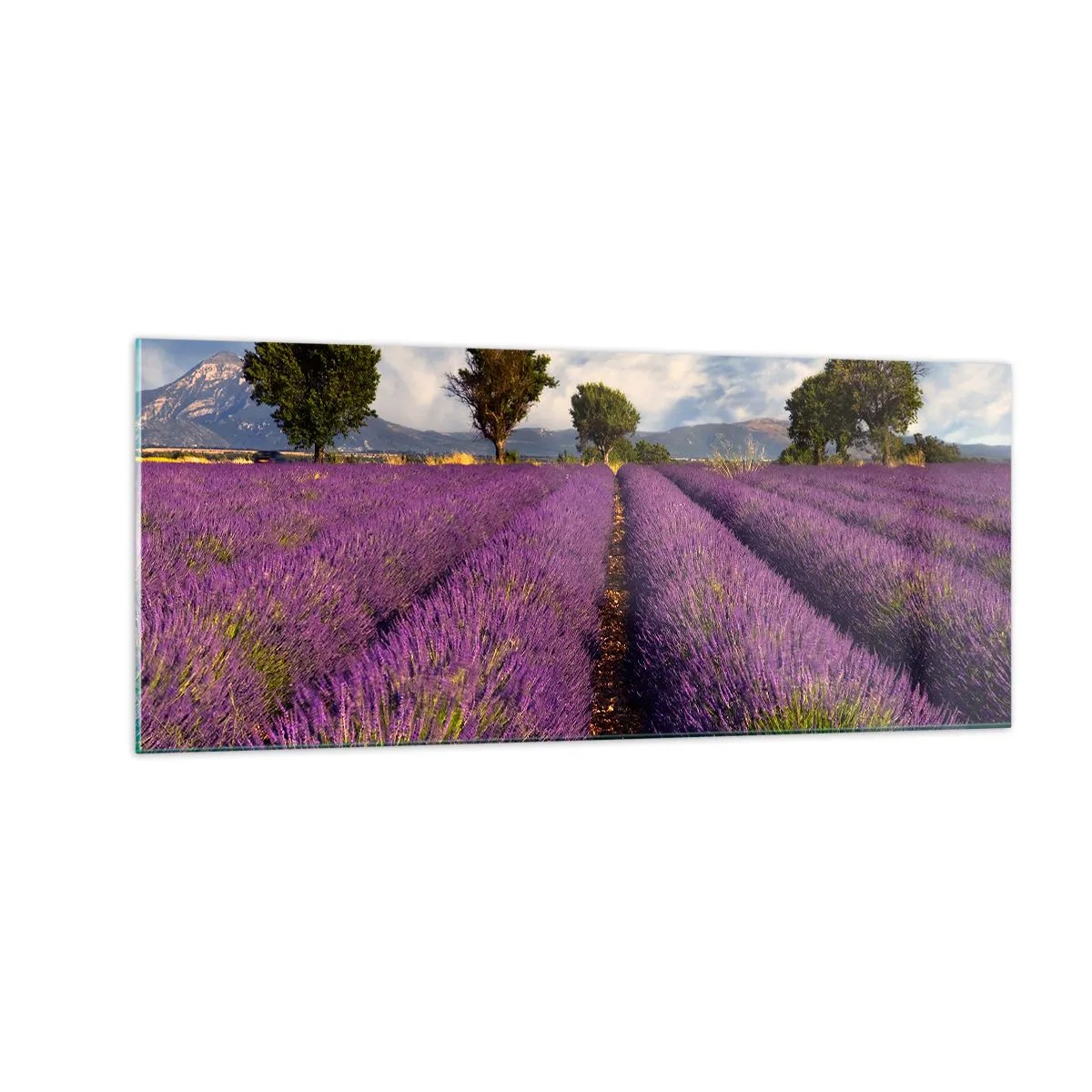 Glastavla - Bild på glas - Lavendelrader - 100x40 cm