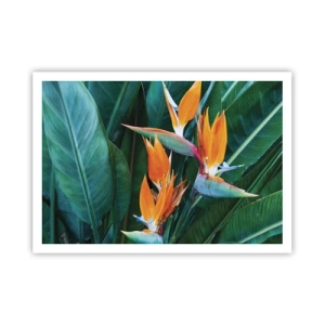 Affisch - Är det en blomma, eller en fågel? - 100x70 cm
