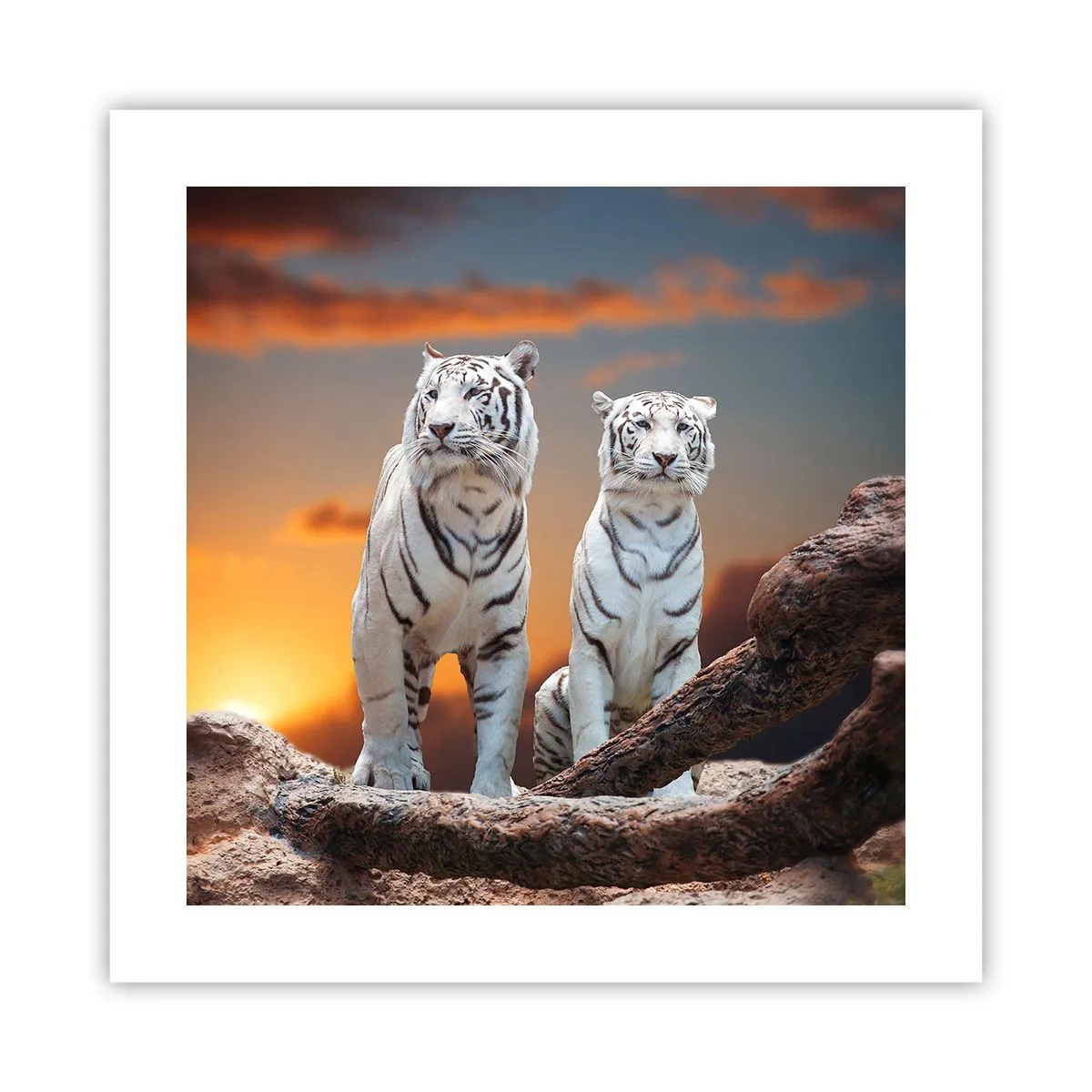 Affisch - Helt som i Narnia - 40x40 cm