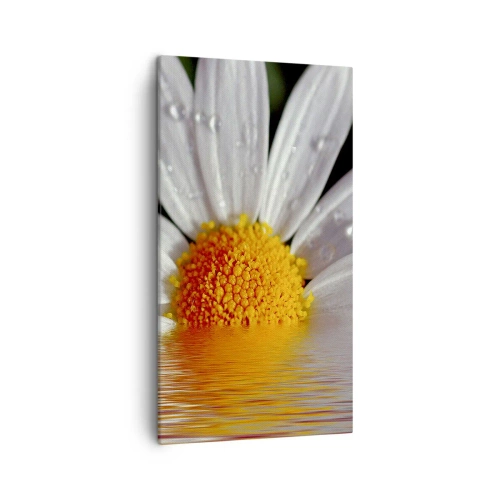 Canvastavla - Bild på duk - Prästkrages uppstigande sol - 45x80 cm