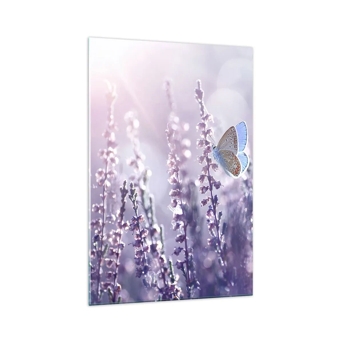 Glastavla - Bild på glas - En fjärils kyss - 70x100 cm