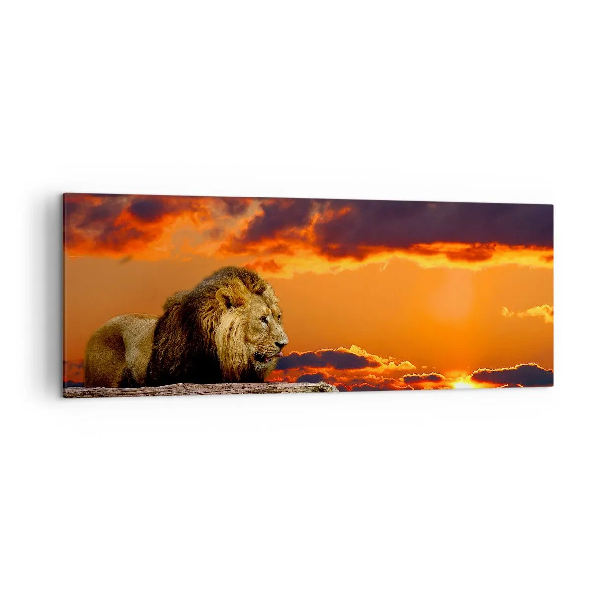 Canvastavla - Bild på duk - Naturens kung - 140x50 cm
