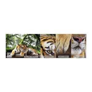 Provbit av fototapet Premium Canvas - Med vänlig hälsning - Tiger, Djur, Rovdjur - 100x30 cm
