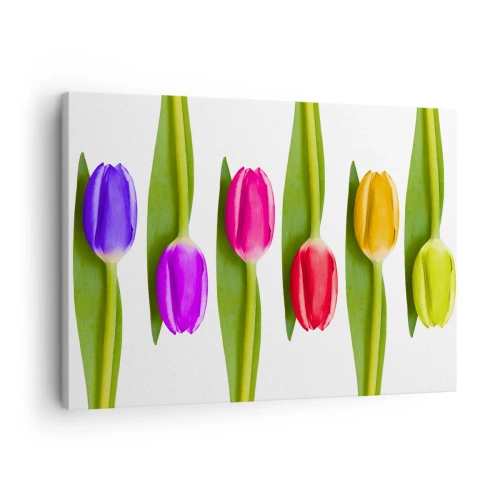 Canvastavla - Bild på duk - Flerfärgade tulpaner arrangerade i rad på vit bakgrund - 70x50cm - Regnbågskomposition - Modern väggdekoration för vardagsrum och sovrum ARTTOR