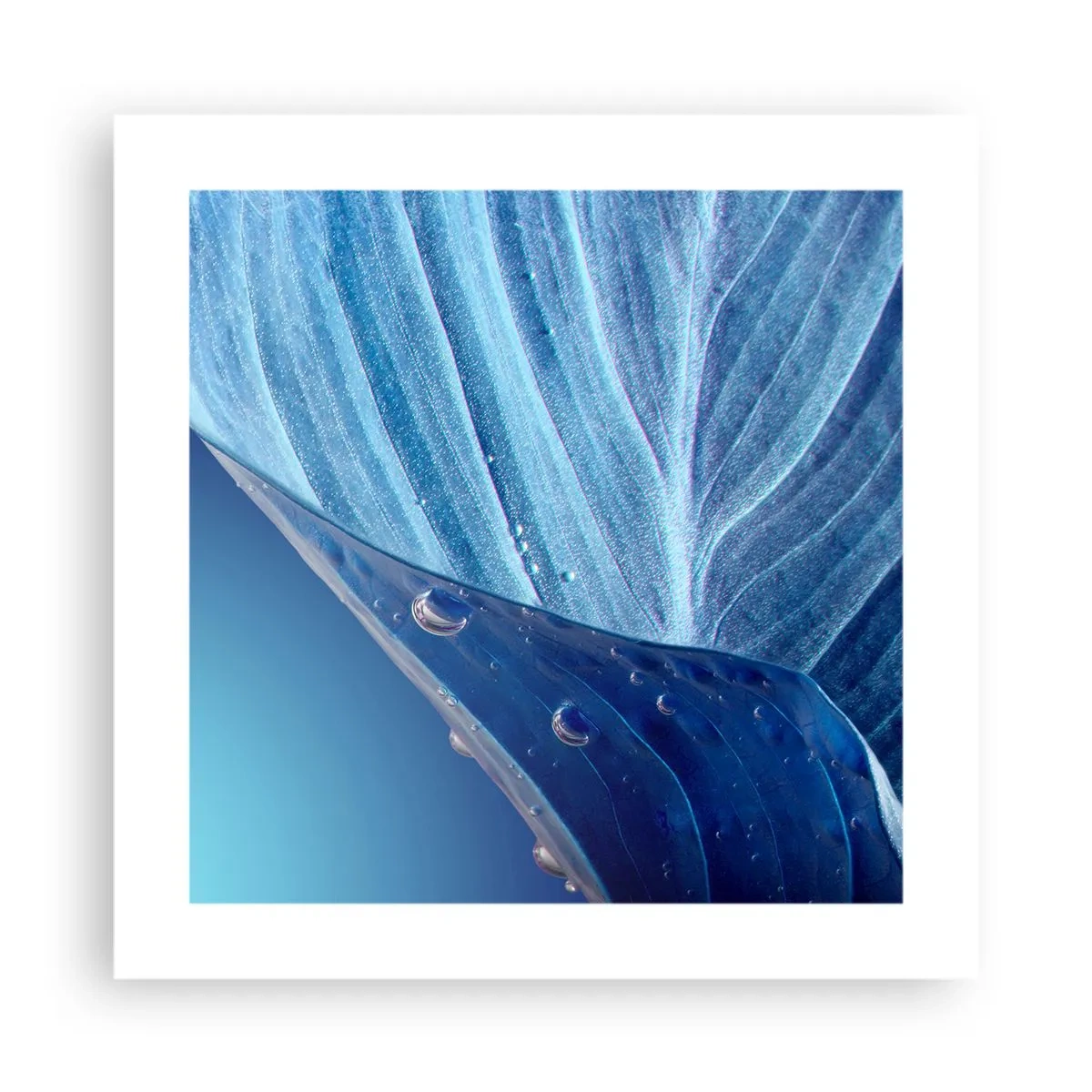 Affisch - Dolda droppar av blått - 40x40 cm