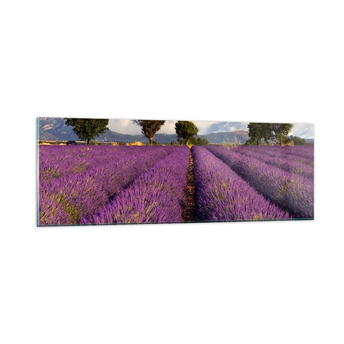 Glastavla - Bild på glas - Lavendelrader - 90x30 cm