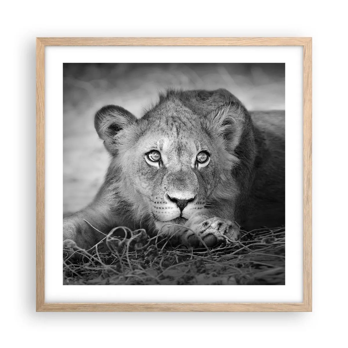 Affisch i ram av ljusek - Kunglig valp - 50x50 cm