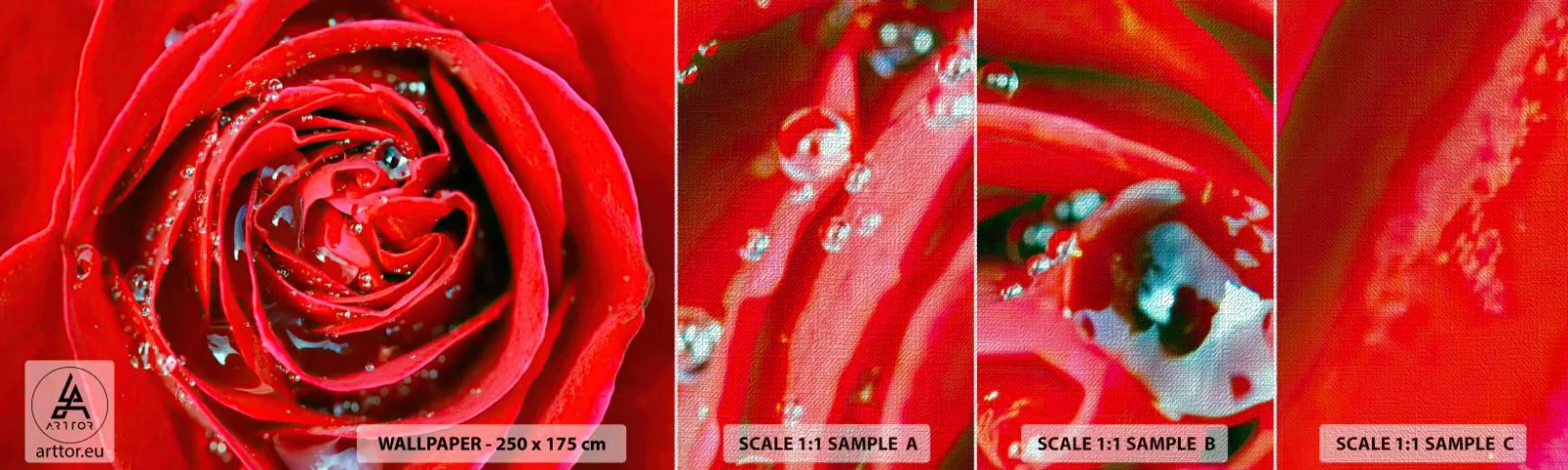 Provbit av fototapet Premium Canvas - Daggdroppar - Blommor, Röd ros, Kärlek - 100x30 cm