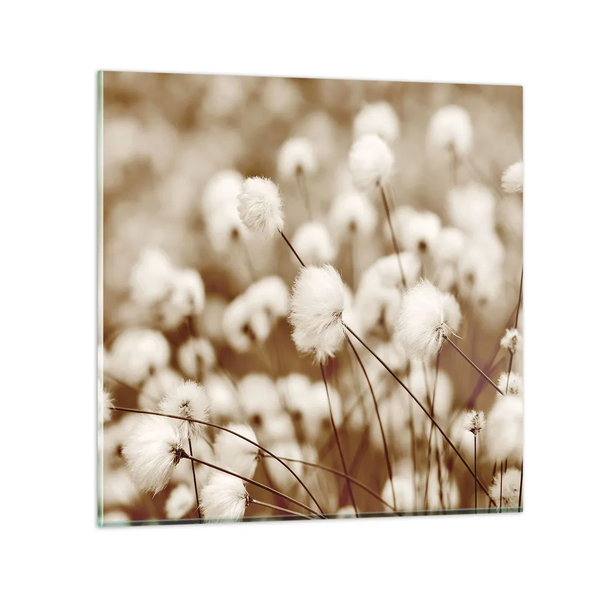 Glastavla - Bild på glas - Fluffig åkermark - 60x60 cm