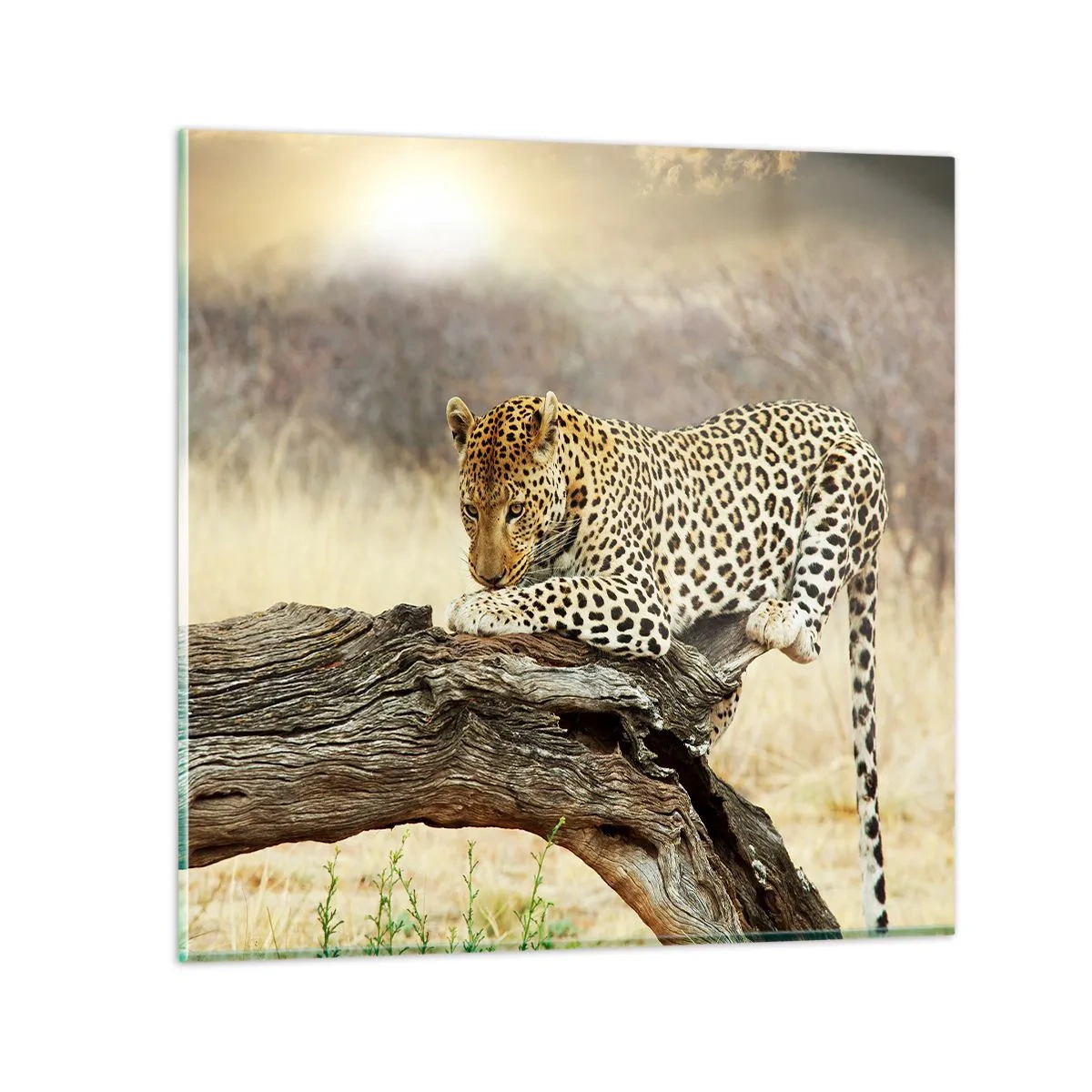 Glastavla - Bild på glas - Jag går min egen väg - 40x40 cm