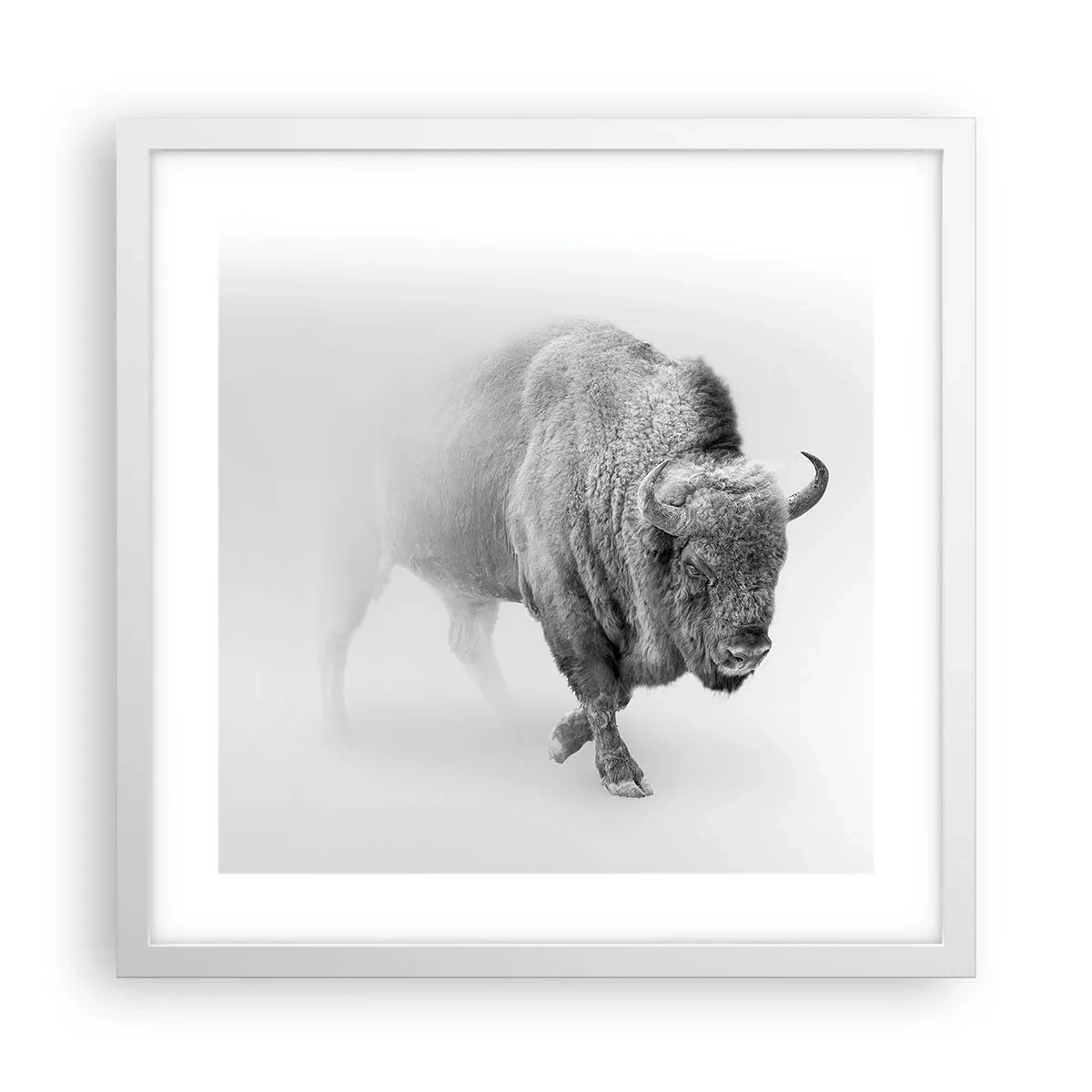 Affisch i vit ram - Präriens kung - 40x40 cm