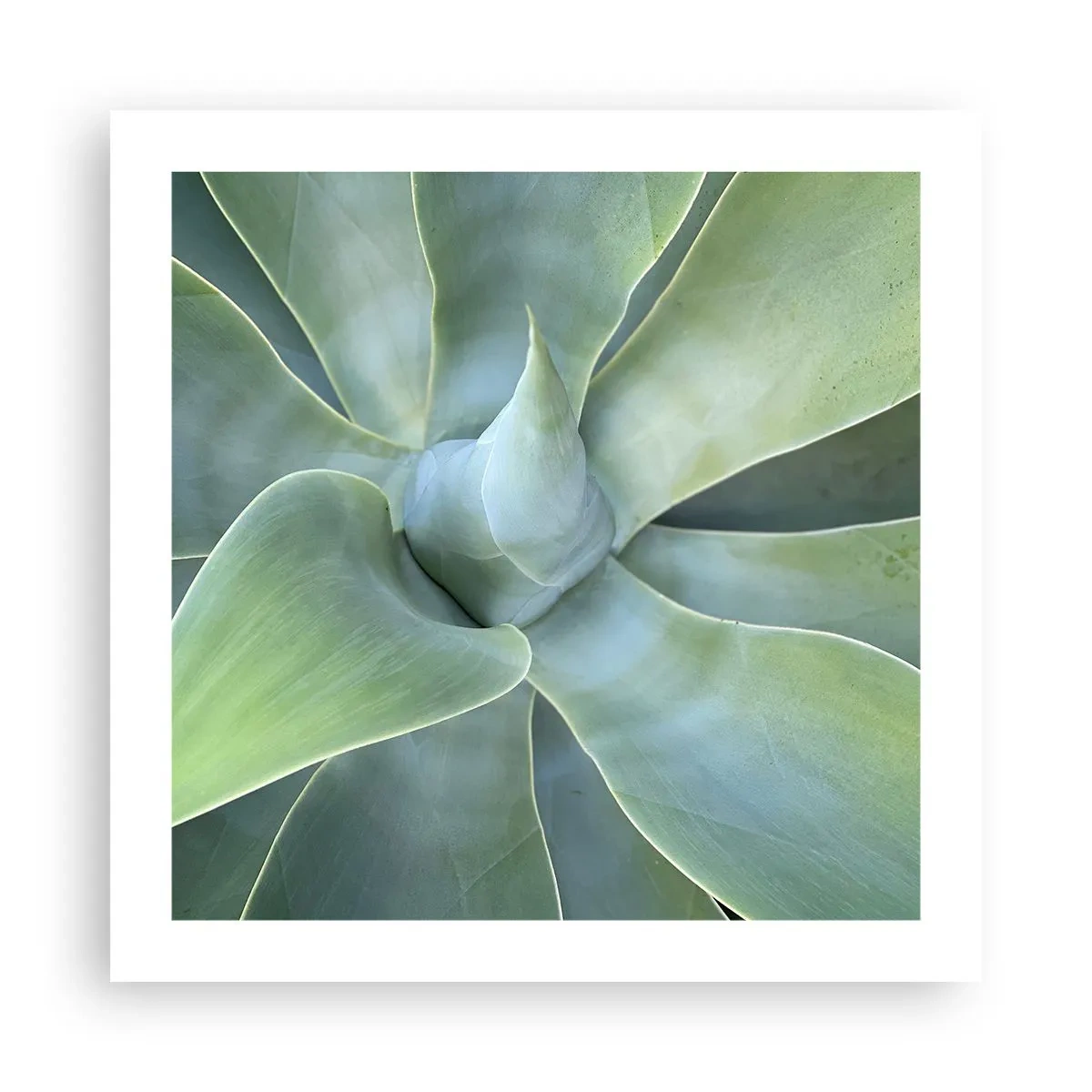 Affisch - Det gröna föds - 50x50 cm