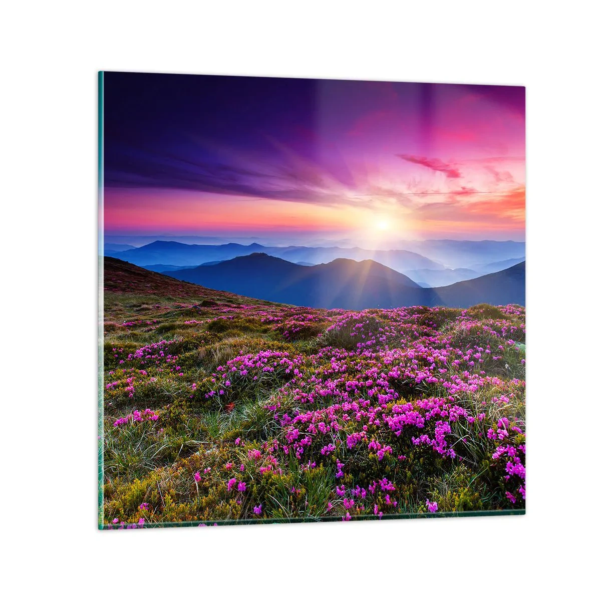 Glastavla - Bild på glas - Doftande örter - 70x70 cm