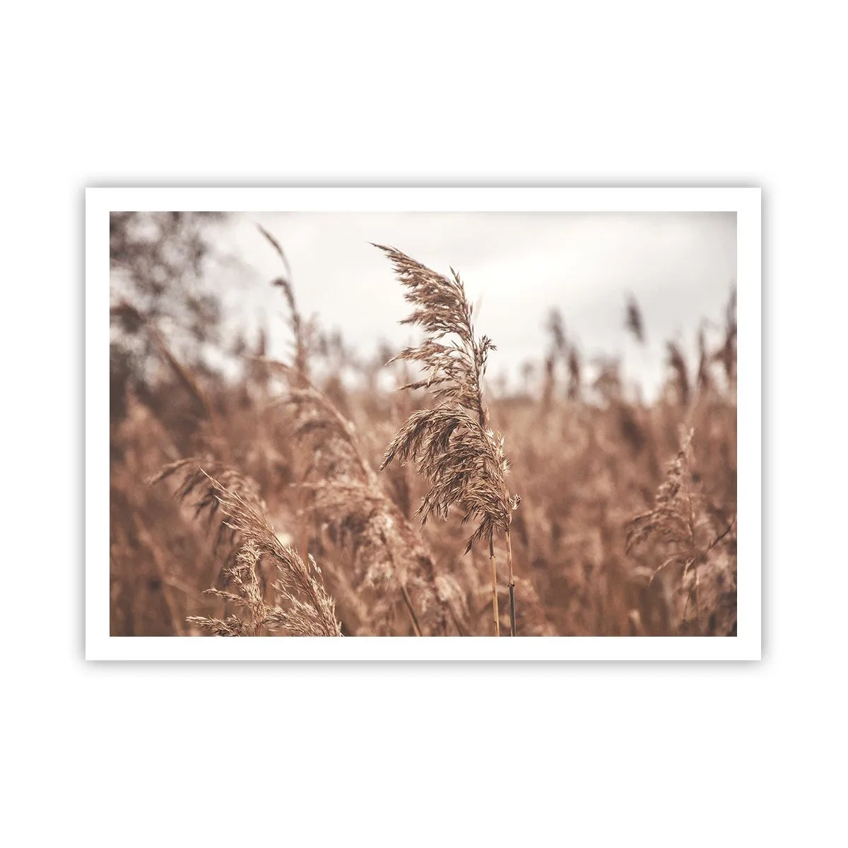 Affisch - Hösten är framme på åkrarna - 100x70 cm