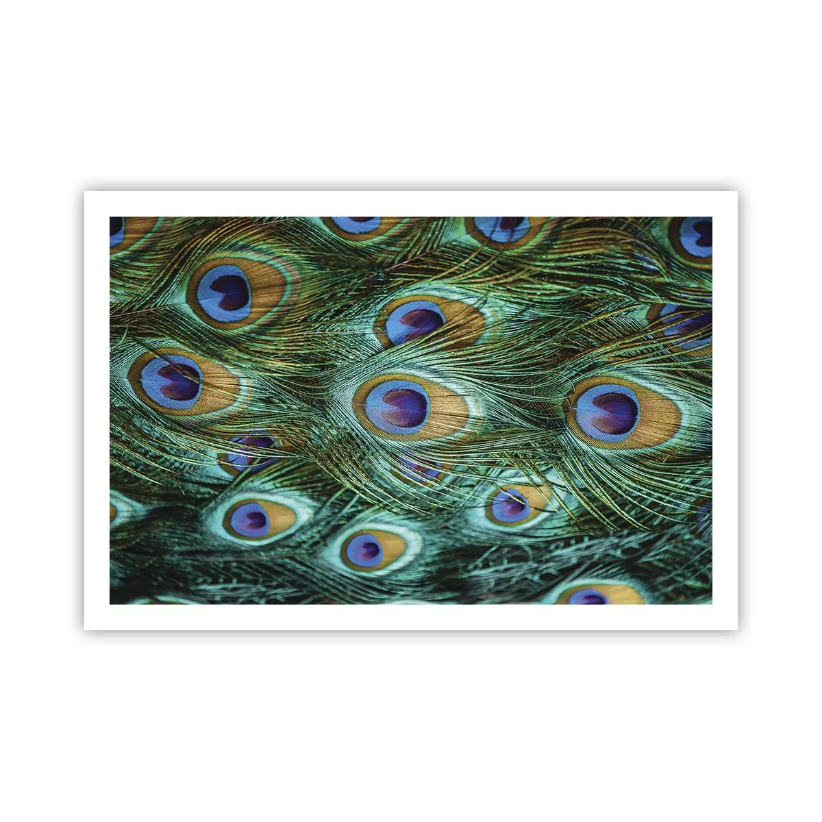 Affisch - Påfågels blick - 91x61 cm