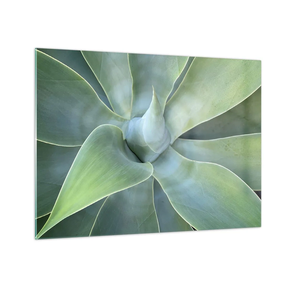 Glastavla - Bild på glas - Makrofotografi av en grön växt med spiralformade blad - 70x50cm - Det gröna föds - Modern väggdekoration för vardagsrum och sovrum ARTTOR
