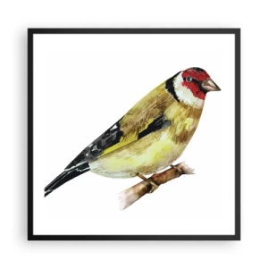 Affisch i svart ram - Fågelporträtt - 60x60 cm