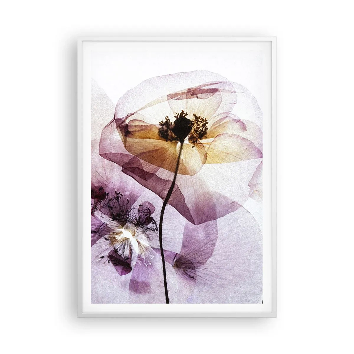 Affisch i vit ram - Blommornas transparenta kroppar - 70x100 cm
