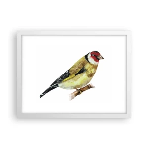 Affisch i vit ram - Fågelporträtt - 40x30 cm