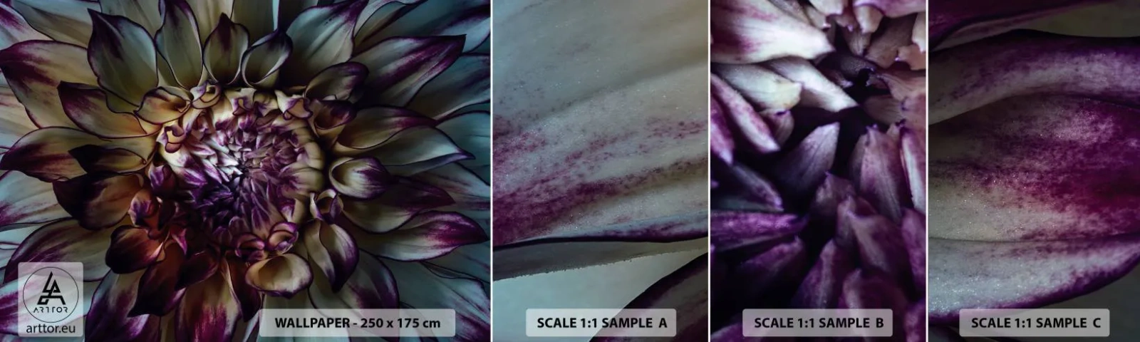 Fototapet Prov Standard Eco - Blommande ungdom - Blommor, Dahlia, Blommande blomma - 100x30 cm