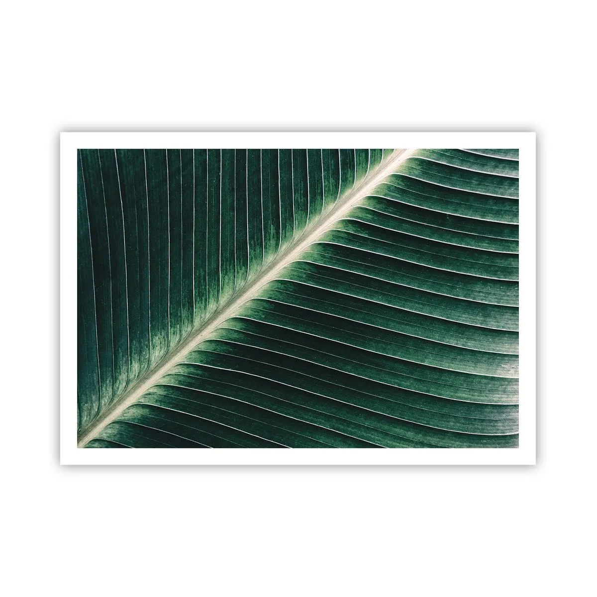 Affisch - Naturens rytm - 100x70 cm