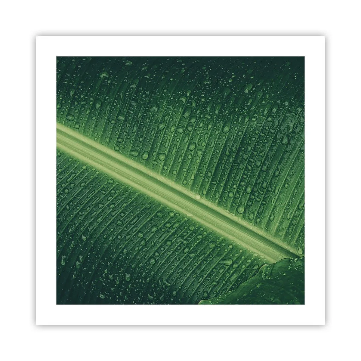 Affisch - Grönskans struktur - 50x50 cm