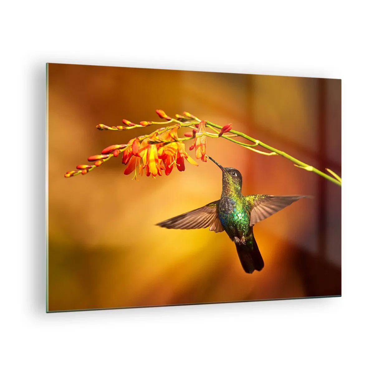 Glastavla - Bild på glas - Kolibri vid blommor i ett gyllene sken - 70x50cm - Ljusbud enligt Mayafolket - Modern väggdekoration för vardagsrum och sovrum ARTTOR