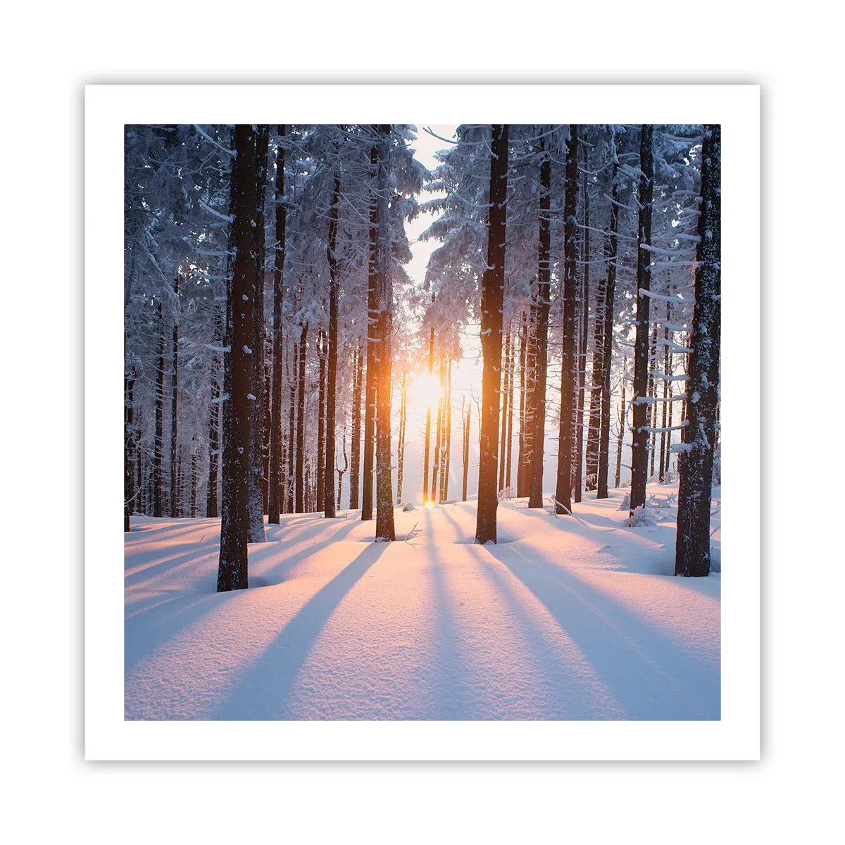 Affisch - Tydligt svart på vitt - 60x60 cm