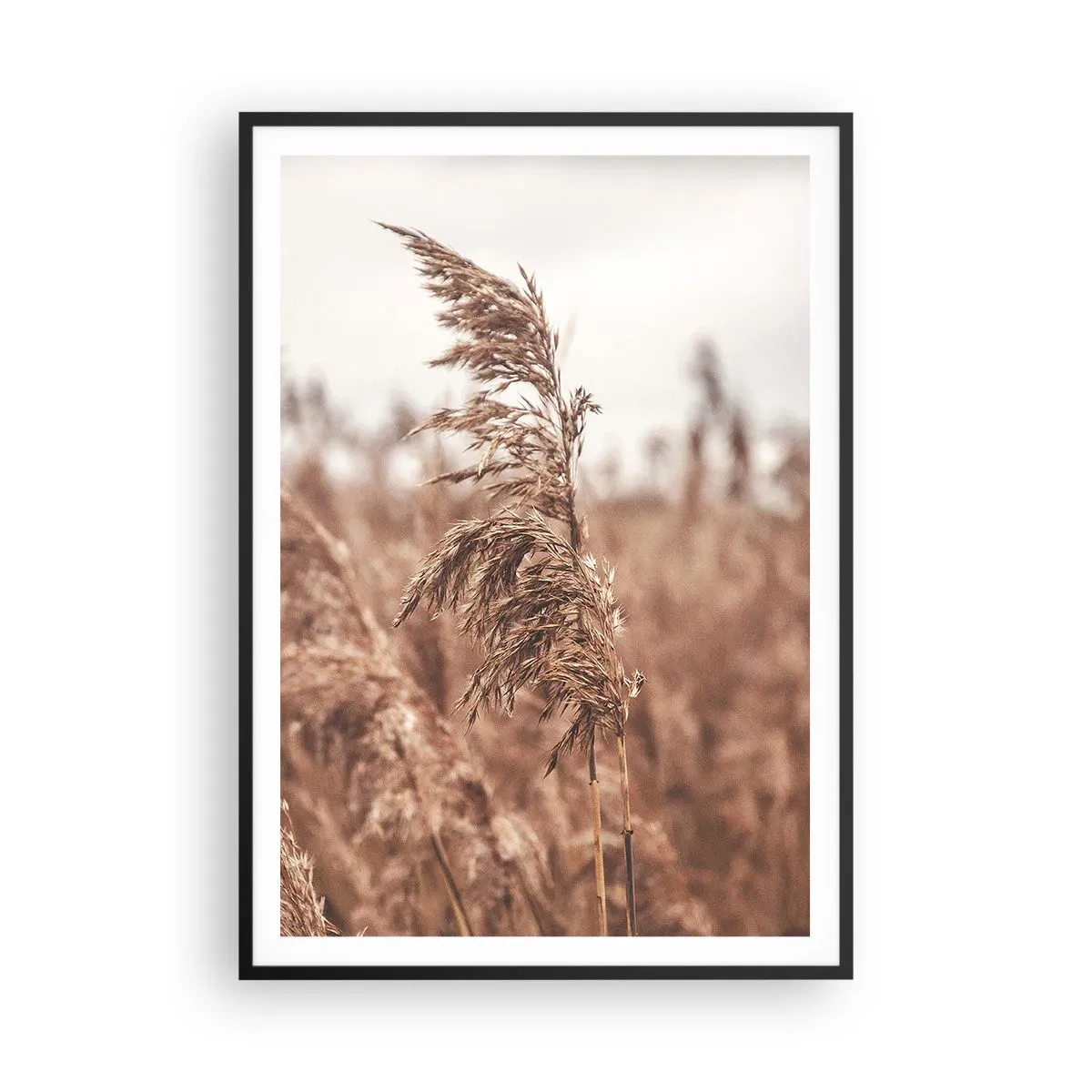 Affisch i svart ram - Hösten är framme på åkrarna - 70x100 cm