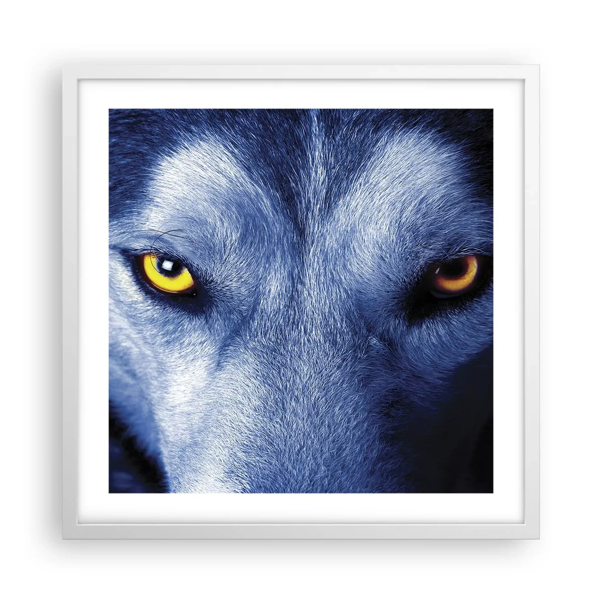 Affisch i vit ram - Hypnotiserade titt - 50x50 cm