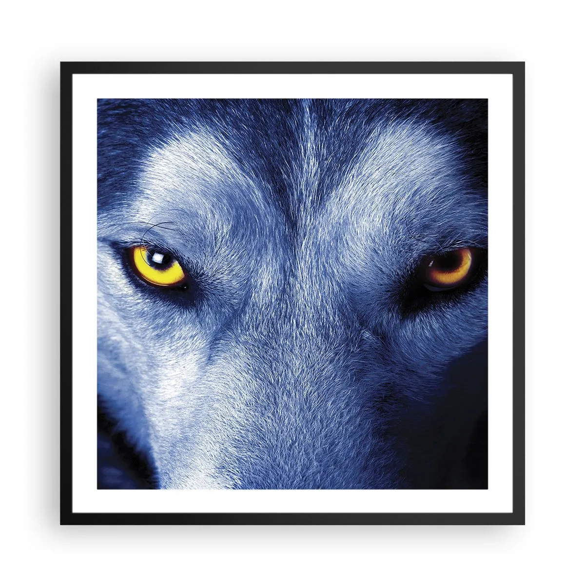 Affisch i svart ram - Hypnotiserade titt - 60x60 cm