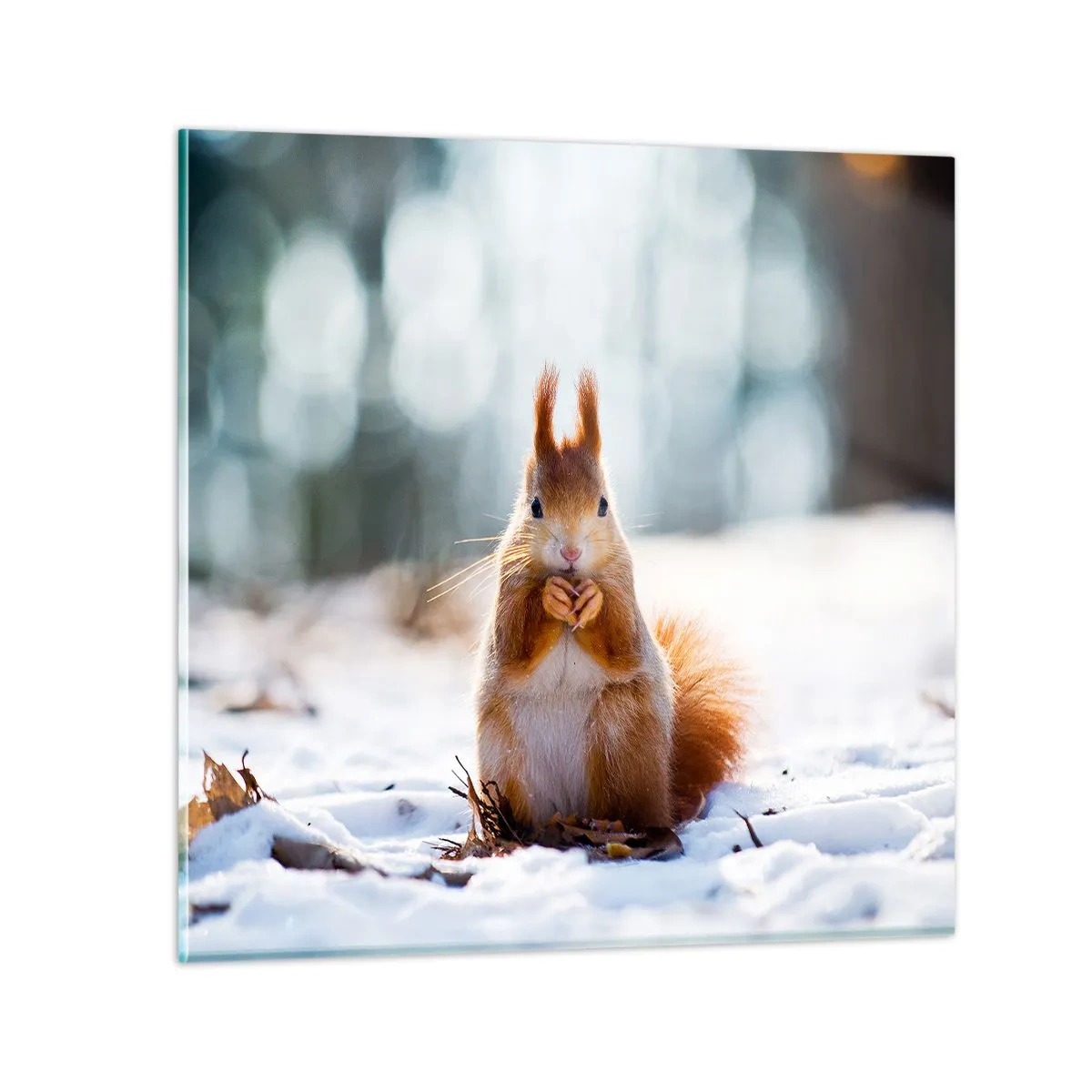 Glastavla - Bild på glas - Vad glor du på? - 40x40 cm