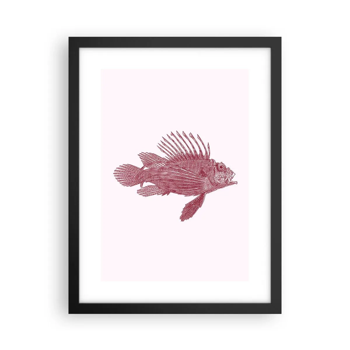 Affisch i svart ram - En invånare i exotiska vatten - 30x40 cm