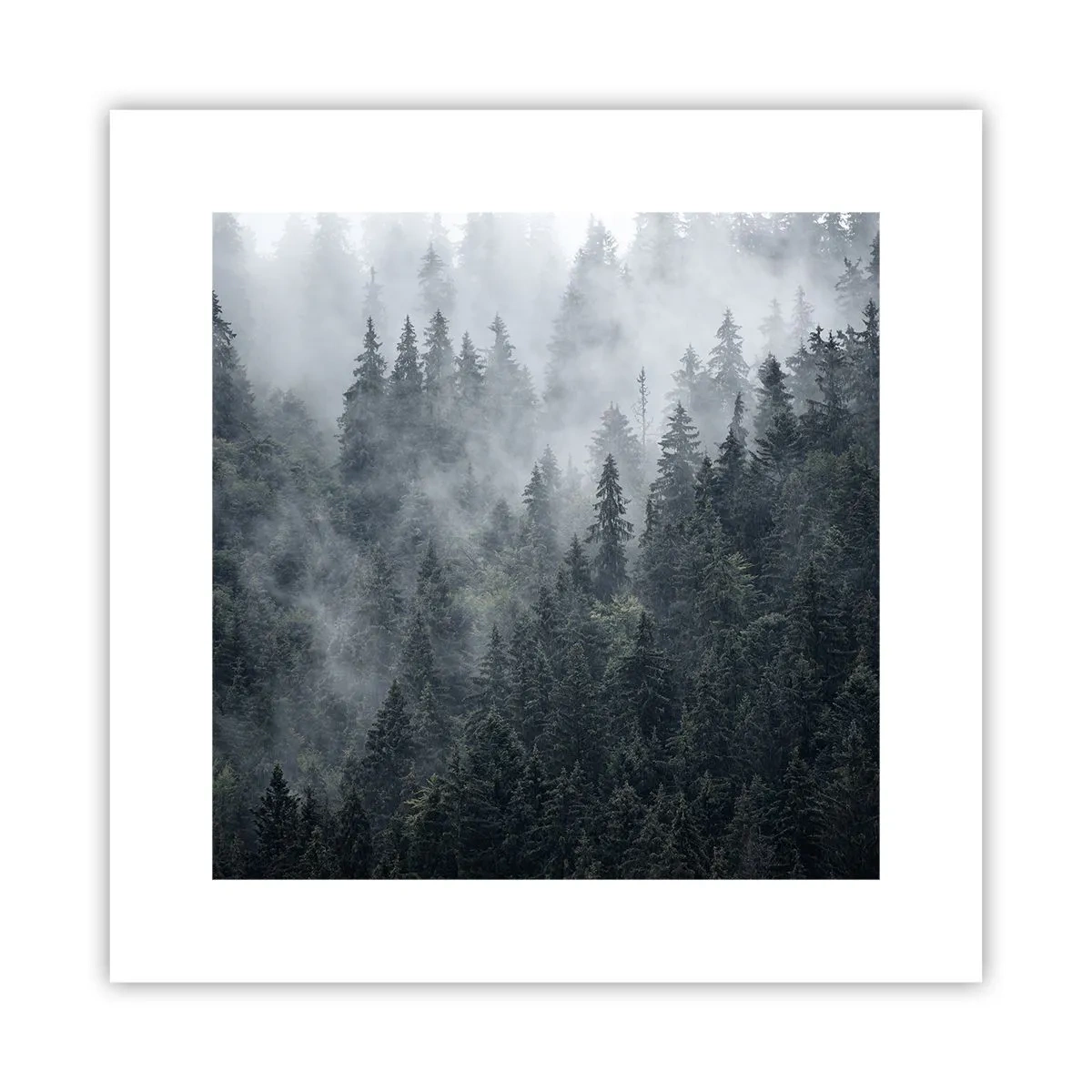Affisch - Gryning i skogen - 30x30 cm