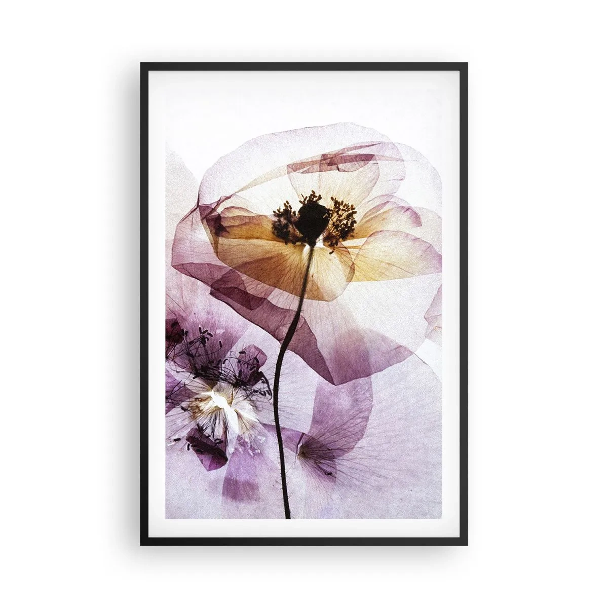 Affisch i svart ram - Blommornas transparenta kroppar - 61x91 cm