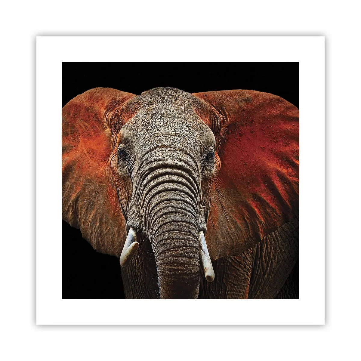 Affisch - Jag är vild, och du? - 40x40 cm