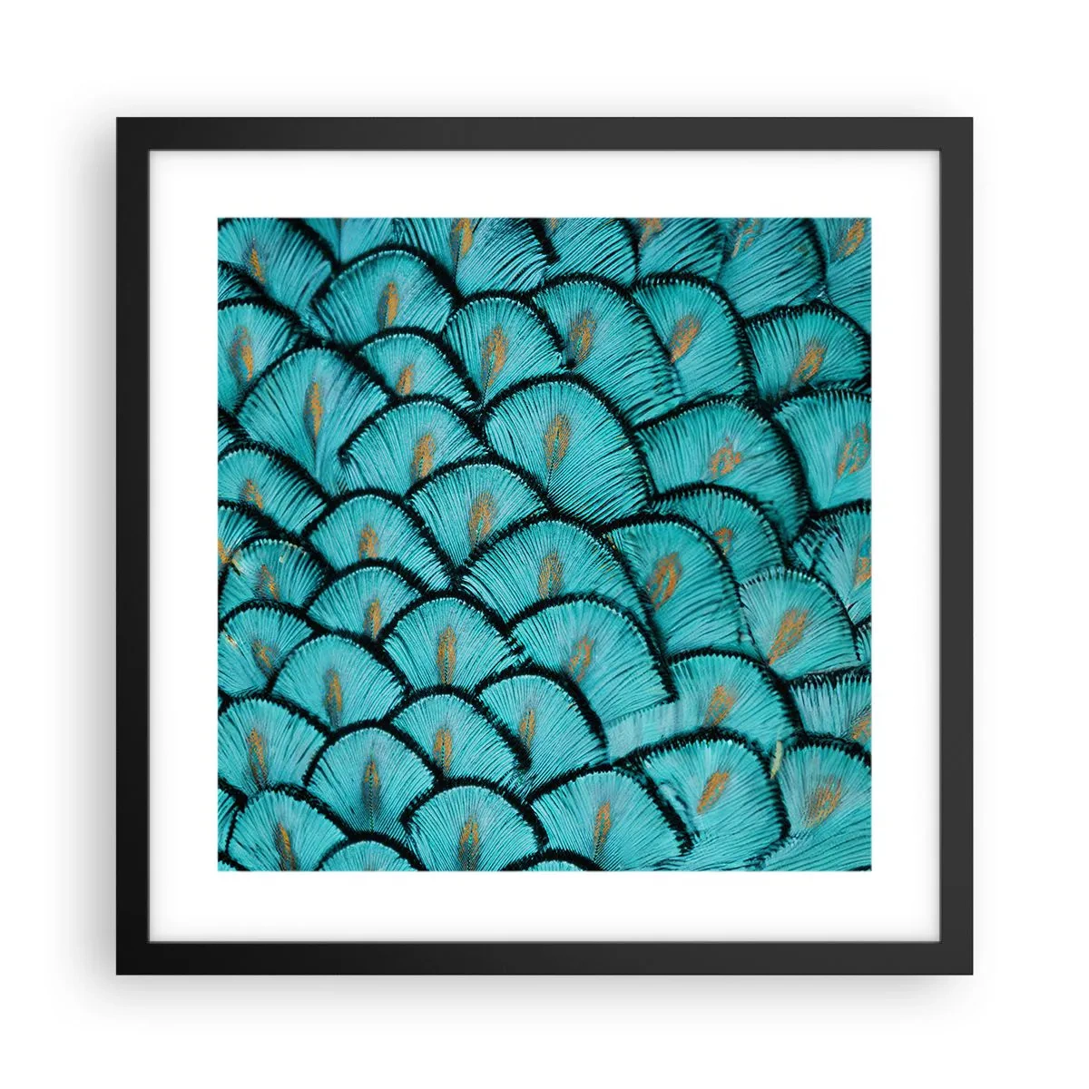 Affisch i svart ram - Den stora fjädergalan - 40x40 cm