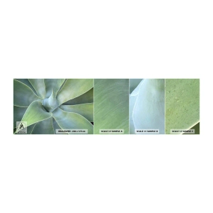 Provbit av självhäftande fototapet Deluxe Sticker - Det gröna föds - Saftig, Agave, Botanik - 100x30 cm