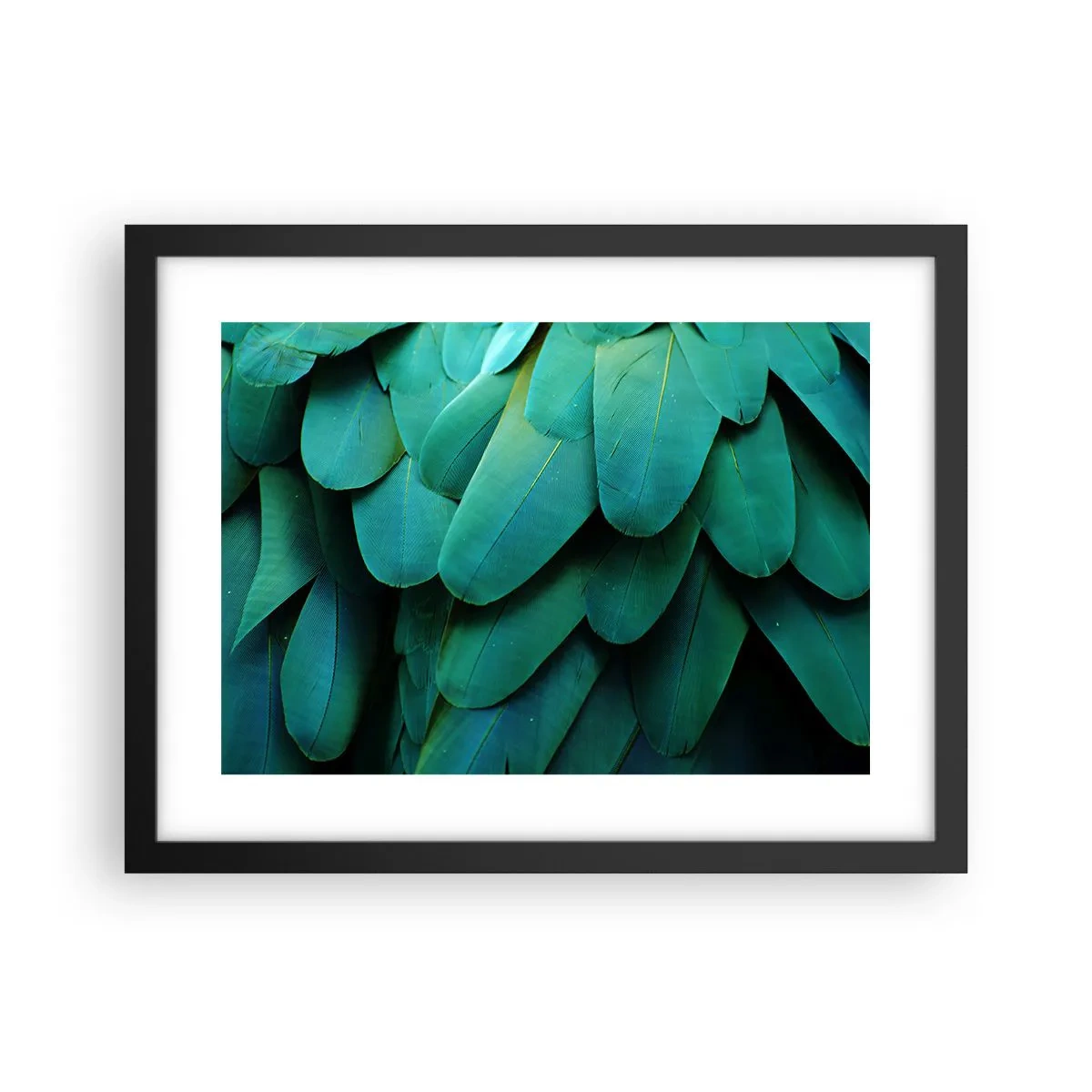 Affisch i svart ram - Precision av papegojans natur - 40x30 cm
