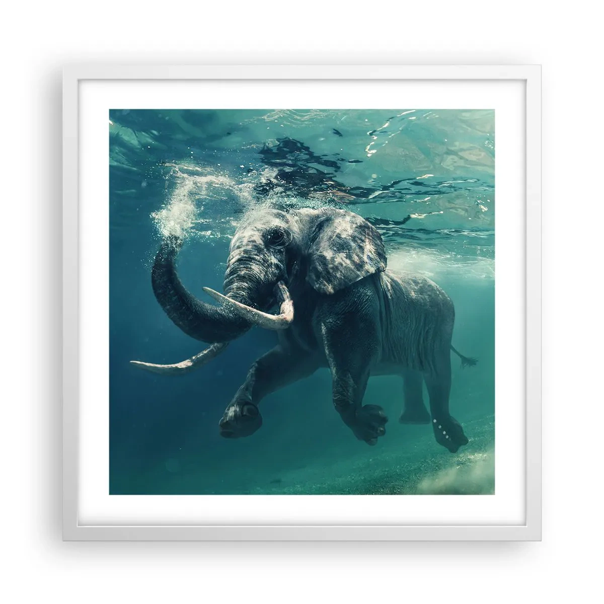 Affisch i vit ram - Alla tycker om att simma - 50x50 cm