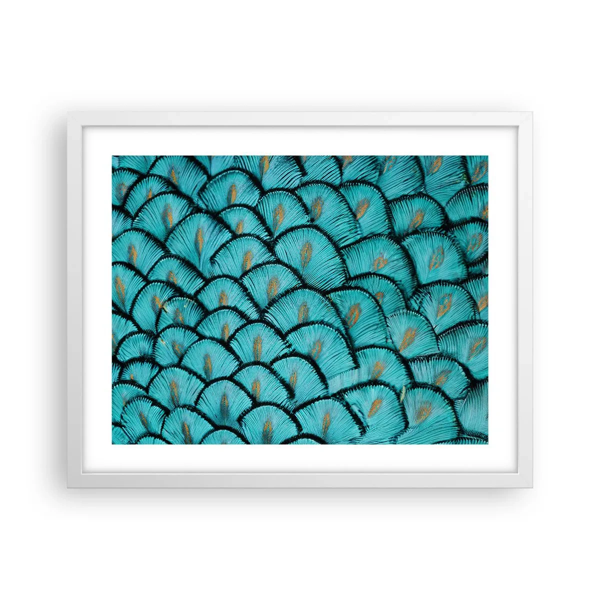 Affisch i vit ram - Den stora fjädergalan - 50x40 cm