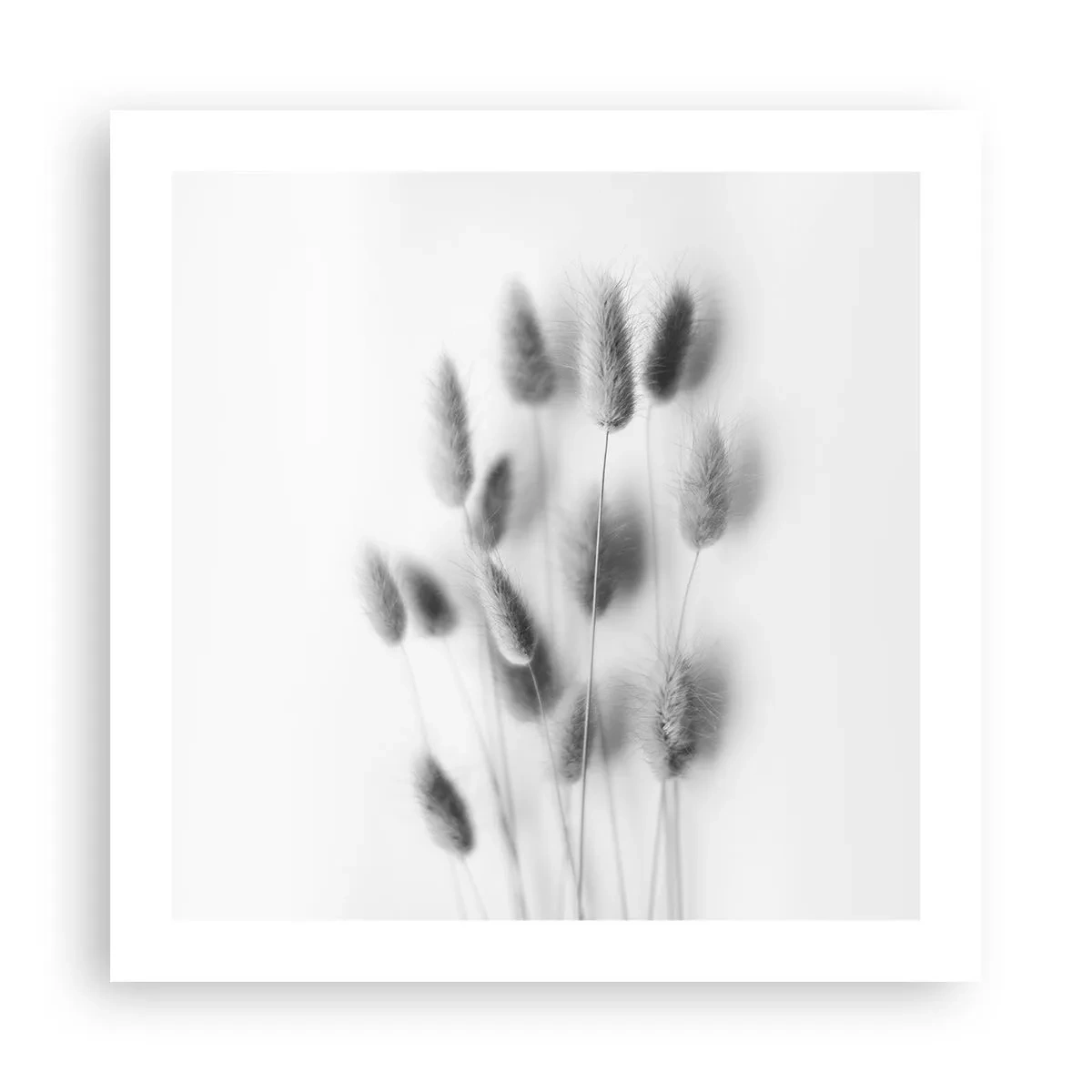 Affisch - Fluffigt gräs - 50x50 cm